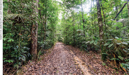 IMAGEM: uma trilha em meio à floresta densa. o chão de terra está tomado por folhas secas. FIM DA IMAGEM.