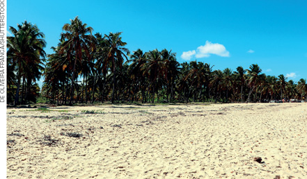 IMAGEM: grande extensão de areia em uma praia, com coqueiros ao fundo. FIM DA IMAGEM.