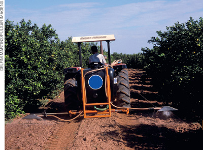 IMAGEM: trator com um irrigador acoplado na parte traseira. o veículo passa entre as laranjeiras de uma plantação, despejando adubo no solo. FIM DA IMAGEM.
