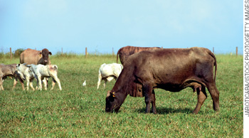 IMAGEM: gado pastando livremente em um gramado de uma propriedade rural. FIM DA IMAGEM.