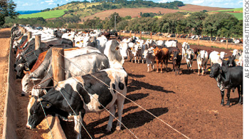 IMAGEM: gado confinado em um cercado. uma parte dos animais se alimenta em cochos posicionados próximos à uma cerca de arame. FIM DA IMAGEM.