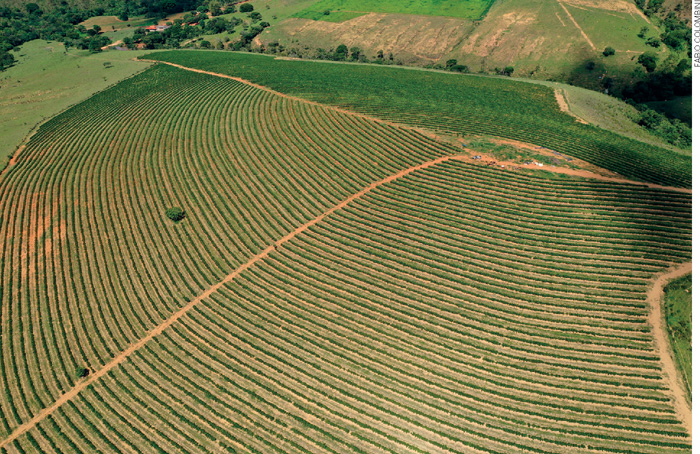 IMAGEM: vista de cima de uma plantação de café em uma colina. centenas de fileiras de pés de cafés foram plantadas ao longo da encosta da colina em diferentes níveis, formado várias curvas. FIM DA IMAGEM.
