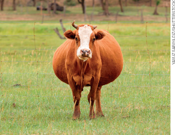 IMAGEM: uma vaca prenhe em um pasto. FIM DA IMAGEM.