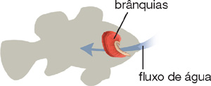 IMAGEM: silhueta de um peixe, com as brânquias e o fluxo de água que passa por elas em destaque. FIM DA IMAGEM.