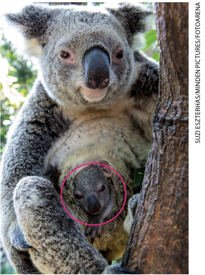 IMAGEM: coala fêmea sobre o tronco de uma árvore. em uma bolsa localizada em sua barriga, chamada de marsúpio, há um filhote. O filhote está circulado. FIM DA IMAGEM.