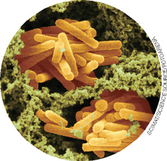 IMAGEM: micrografia de bactérias da espécie lactobacillus bulgaricus, as quais possuem forma de bastões e estão agrupadas. FIM DA IMAGEM.