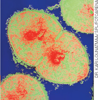 IMAGEM: micrografia da bactéria streptococcus strain que possui forma ovalada. FIM DA IMAGEM.