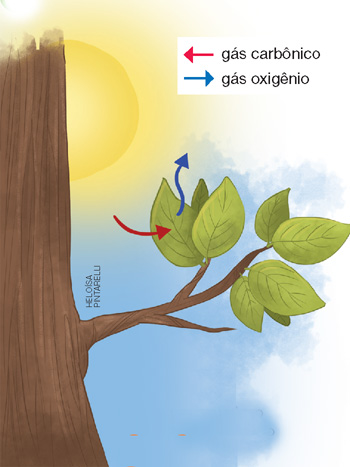 IMAGEM: ilustrando o processo de fotossíntese, se observam folhas de uma árvore iluminada pelo sol das quais se percebem duas setas onde uma está direcionada para a folha e representa o gás carbônico e, a outra, parte da folha em direção ao ambiente e representa o gás oxigênio liberado pela planta. FIM DA IMAGEM.