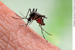 IMAGEM: mosquito aedes aegypti, transmissor da dengue picando a pele de uma pessoa. FIM DA IMAGEM.