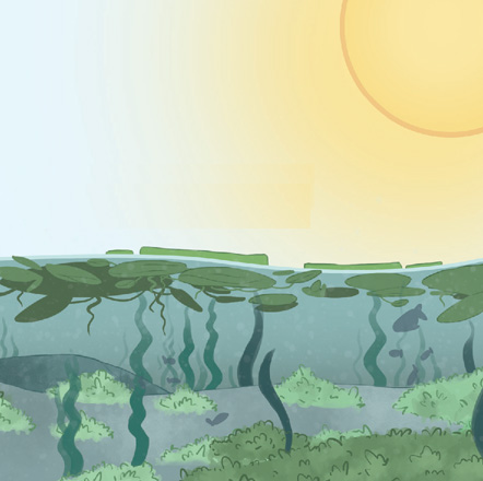 IMAGEM: Sol brilhando na superfície de um rio de água turva onde há um excesso de plantas e algas mostrando um ambiente aquático em desequilíbrio. FIM DA IMAGEM.