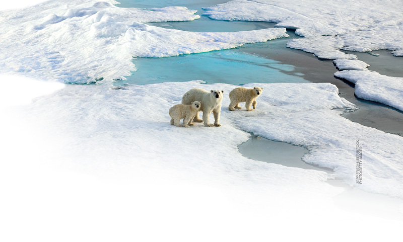 IMAGEM: família de ursos polares caminhando sobre uma geleira. FIM DA IMAGEM.