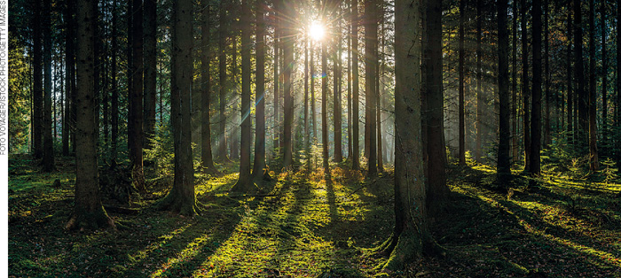 IMAGEM: floresta onde raios solares atravessam os galhos e folhas das árvores projetando no chão suas sombras. FIM DA IMAGEM.