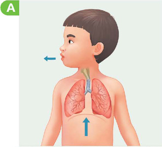 IMAGEM: menino ilustrado com destaque para suas estruturas respiratórias. há uma seta um pouco abaixo dos pulmões, apontando para cima, e outra seta saindo de sua boca, que está aberta. FIM DA IMAGEM.