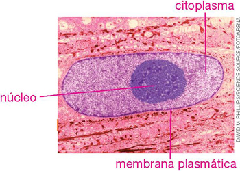 IMAGEM: célula ampliada em microscópio, sendo possível notar suas três estruturas: o núcleo em seu centro, o citoplasma que o envolve e a membrana plasmática que é mais fina, envolvendo os dois anteriores. FIM DA IMAGEM.