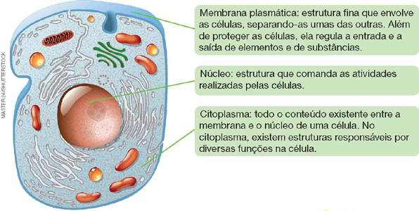 IMAGEM: estruturas internas de uma célula animal. na parte externa, envolvendo a célula, está a membrana plasmática. abaixo dessa membrana, está o citoplasma e nele há diversas estruturas de tamanhos e cores variadas. no centro da célula, envolvido pelo citoplasma, está o núcleo. FIM DA IMAGEM.