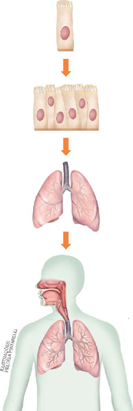 IMAGEM: célula de um pulmão humano. ela é comprida na vertical, com o núcleo em seu centro. várias células de um pulmão humano unidas lado a lado. pulmão humano. sistema respiratório de um ser humano, mostrando estruturas na região do nariz, garganta e pulmões. FIM DA IMAGEM.
