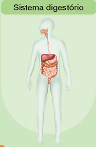 IMAGEM: sistema digestório de um ser humano, as estruturas responsáveis por essa atividade se estendem desde a boca até os órgãos na região do intestino. FIM DA IMAGEM.