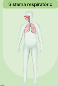 IMAGEM: sistema respiratório de um ser humano, as estruturas responsáveis por essa atividade se estendem desde o nariz e a boca até os pulmões. FIM DA IMAGEM.