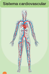 IMAGEM: sistema cardiovascular de um ser humano, suas estruturas se estendem por todas as partes do corpo. nota-se o coração destacado na representação, em meio aos vasos sanguíneos. FIM DA IMAGEM.