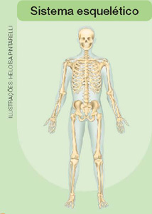 IMAGEM: sistema esquelético de um ser humano, constituído pelos ossos do corpo. FIM DA IMAGEM.