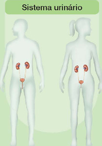 IMAGEM: sistema urinário de um ser humano, suas estruturas sendo representadas na altura da barriga. o sistema masculino é ligeiramente mais comprido do que o feminino, ambos possuindo dois rins, ureteres, bexiga e uretra. FIM DA IMAGEM.
