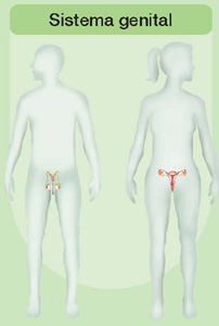 IMAGEM: sistema genital de um ser humano, suas estruturas sendo representadas na altura da pélvis tanto no corpo feminino quanto no masculino. FIM DA IMAGEM.