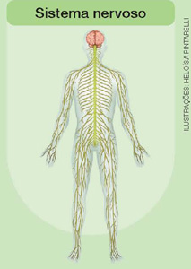 IMAGEM: sistema nervoso de um ser humano, suas estruturas se estendem por todo o corpo, desde o cérebro até os pés. FIM DA IMAGEM.