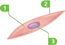 IMAGEM: célula muscular humana. ela possui a estrutura comprida, com o núcleo no centro indicado pelo número 3, o citoplasma que o envolve indicado pelo número 1 e a membrana plasmática que envolve as estruturas anteriores, indicada pelo número 2. FIM DA IMAGEM.