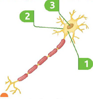 IMAGEM: célula nervosa humana. ela possui a estrutura comprida, com algumas ramificações sendo ligadas por tracinhos. em uma das extremidades há uma área arredondada de onde partem mais ramificações. no centro dessa área está o núcleo indicado pelo número 3, o envolvendo, está o citoplasma, indicado por 1. a membrana plasmática envolve ambas as estruturas anteriores, indicada pelo número 2. FIM DA IMAGEM.