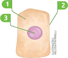 IMAGEM: célula da pele humana. possui formato retangular, com o núcleo indicado pelo número 3 ao centro, o citoplasma o envolvendo indicado pelo número 1. e ao redor de ambos está a membrana plasmática, indicada pelo número 2. FIM DA IMAGEM.