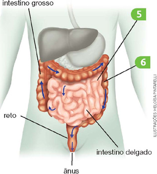 IMAGEM: sistema digestório humano, com setas passando pelo intestino delgado e seguindo para o intestino grosso, reto e ânus. FIM DA IMAGEM.