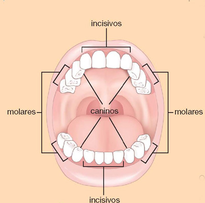 IMAGEM: representação de uma boca humana aberta, mostrando os dentes incisivos, molares e caninos. FIM DA IMAGEM.