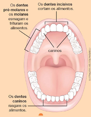 IMAGEM: representação de uma boca humana aberta com destaque para os dentes caninos. FIM DA IMAGEM.