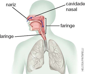 IMAGEM: sistema respiratório humano com linhas indicando o nariz, a cavidade nasal, faringe e laringe. mais abaixo está o pulmão. há setas passando pelo nariz, seguindo pela cavidade nasal em direção à faringe. FIM DA IMAGEM.