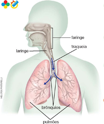 IMAGEM: sistema respiratório humano com linhas indicando a faringe, laringe, traqueia, brônquios e pulmões. há setas passando pela traqueia, seguindo pelos brônquios em direção aos pulmões. FIM DA IMAGEM.