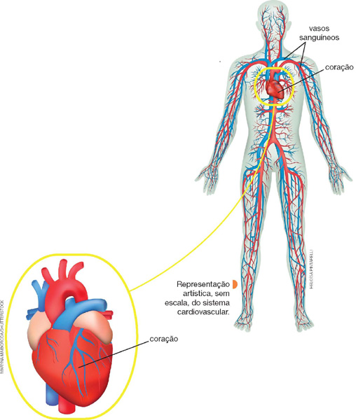 IMAGEM: representação do sistema cardiovascular em um corpo humano, que se estende por todos os membros do corpo. em destaque, está o coração, circulado na imagem e ampliado ao lado. FIM DA IMAGEM.