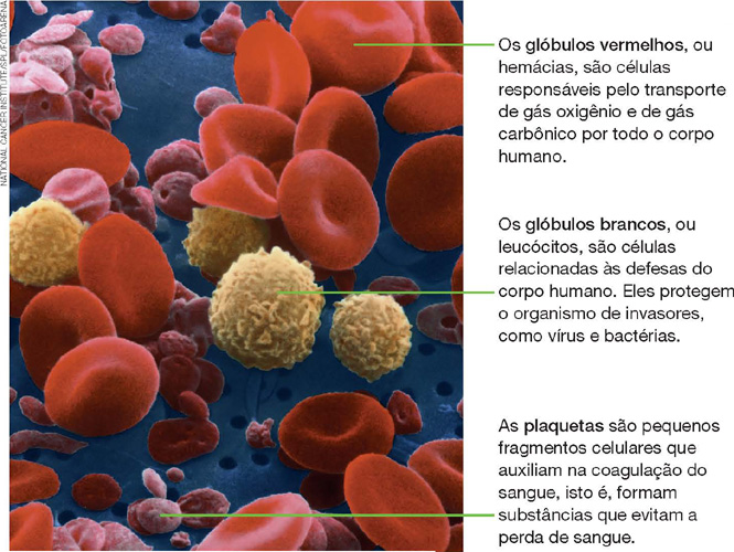 IMAGEM: aglomerado de plaquetas, glóbulos brancos e vermelhos, vistos através de um microscópio. FIM DA IMAGEM.