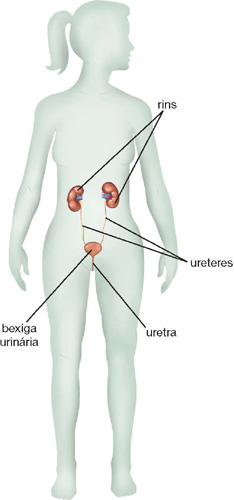 IMAGEM: sistema urinário feminino, com linhas indicando os dois rins, que se ligam aos uréteres, conectados à bexiga urinária e em seguida, a uretra. FIM DA IMAGEM.