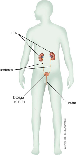 IMAGEM: sistema urinário masculino, com linhas indicando os dois rins, que se ligam aos uréteres, conectados à bexiga urinária e em seguida, a uretra, essa sendo ligeiramente mais comprida que a feminina. FIM DA IMAGEM.
