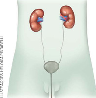 IMAGEM: sistema urinário humano, em destaque, estão os dois rins. FIM DA IMAGEM.