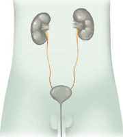 IMAGEM: sistema urinário humano, em destaque, estão os dois ureteres. FIM DA IMAGEM.