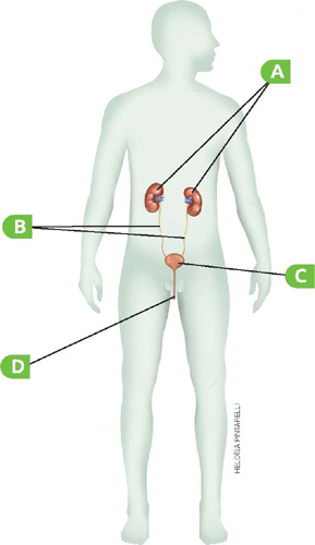 IMAGEM: sistema urinário masculino, os rins estão sendo indicados pela letra a, os uréteres pela letra b, a bexiga pela letra c e a uretra pela letra d. FIM DA IMAGEM.