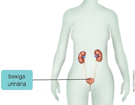 IMAGEM: sistema urinário humano, mostrando os rins, que se ligam aos uréteres, conectados à bexiga urinária, que está indicada por um traço, e em seguida, a uretra. FIM DA IMAGEM.