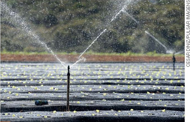 IMAGEM: irrigação automática em uma plantação. FIM DA IMAGEM.