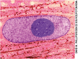 IMAGEM: célula ampliada em microscópio, sendo possível notar suas três estruturas. FIM DA IMAGEM.