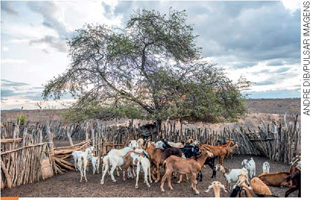 IMAGEM: várias cabras em um cercado simples de madeira. FIM DA IMAGEM.