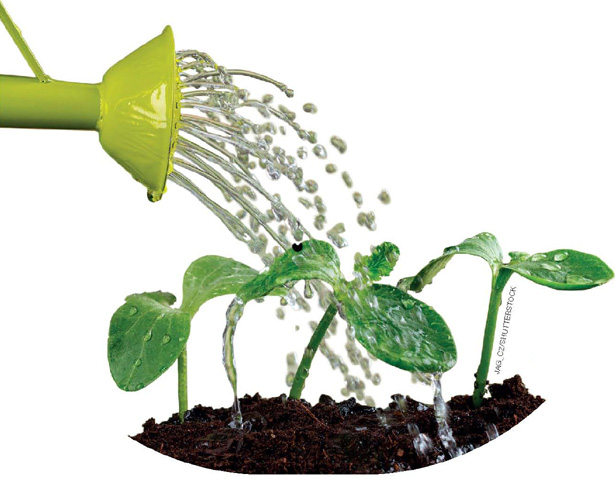 IMAGEM: regador despeja água sobre uma muda de planta. FIM DA IMAGEM.