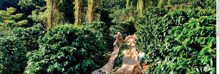 IMAGEM: uma plantação de café com um longo tecido estendido entre os canteiros e uma pessoa fazendo a colheita dos frutos. FIM DA IMAGEM.