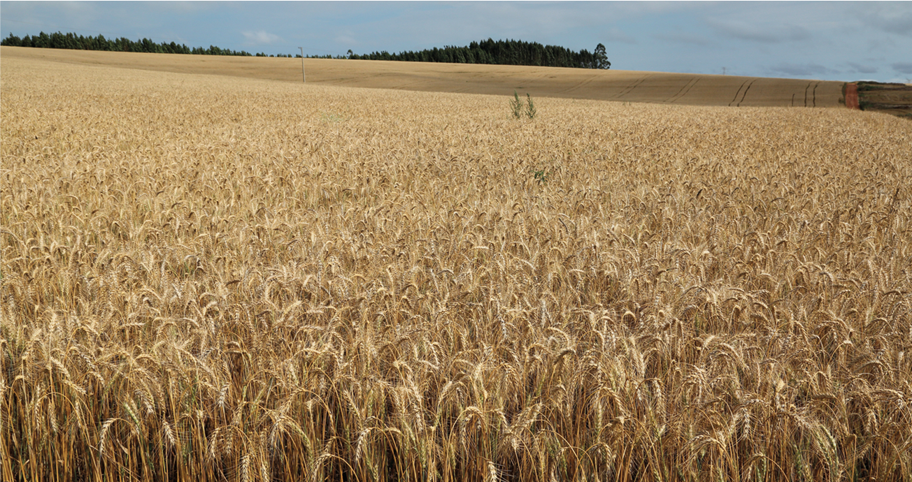 IMAGEM: uma grande plantação de trigo, que é bege e tem as folhas finas e compridas. ao fundo, uma estrada e um trecho de mata. FIM DA IMAGEM.
