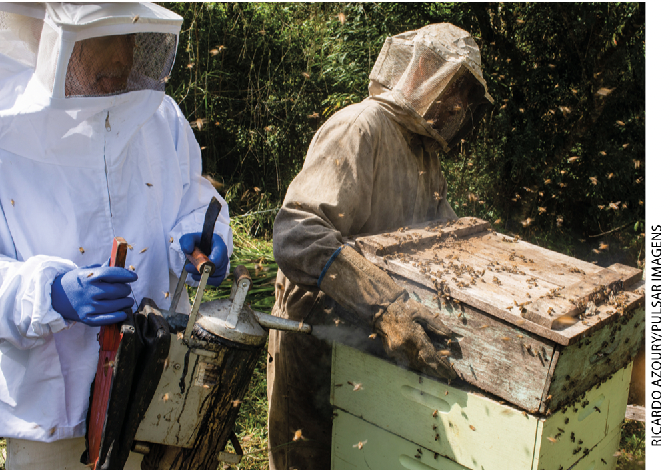 IMAGEM: homens com o corpo todo coberto por um macacão, luvas e um chapéu que cobre toda sua cabeça usam um equipamento que lança fumaça em direção a uma caixa com abelhas. FIM DA IMAGEM.